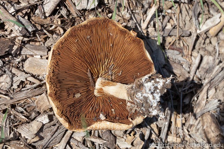 mushroom underside